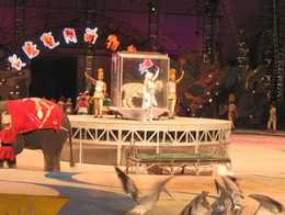 番禺长隆夜间动物世界天气 番禺长隆夜间动物世界天气