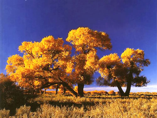额济纳旗额济纳胡杨林景区天气 额济纳旗额济纳胡杨林景区天气