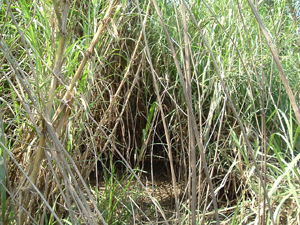 深圳黄埔弓箭猎场天气