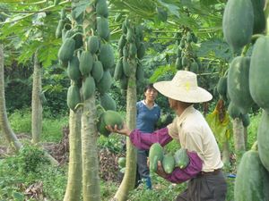 廉江新民塘底村天气 廉江新民塘底村天气