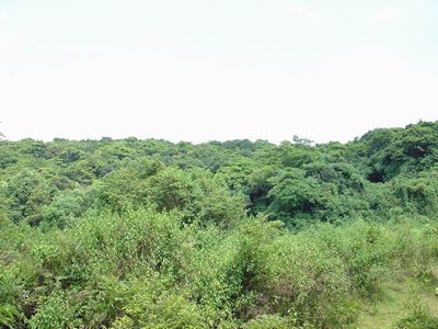 廉江谢鞋山野生荔枝林天气 廉江谢鞋山野生荔枝林天气