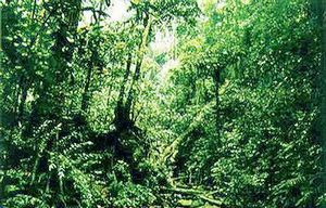 肇庆封开黑石顶天气 肇庆封开黑石顶天气