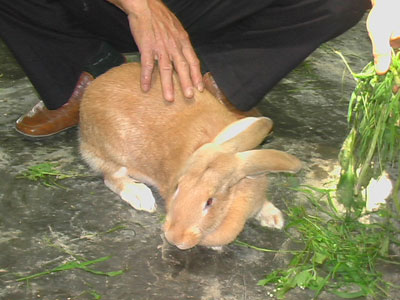 阳江青竹农家乐园天气 阳江青竹农家乐园天气