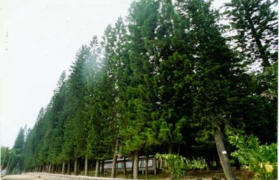 阳江金山森林公园天气 阳江金山森林公园天气