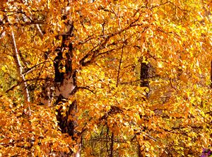中山南山古香林天气 中山南山古香林天气