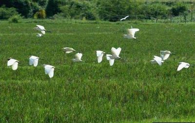 潮州白鹭天堂天气 潮州白鹭天堂天气