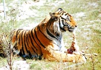 大同野生动植物游乐观光园天气 大同野生动植物游乐观光园天气