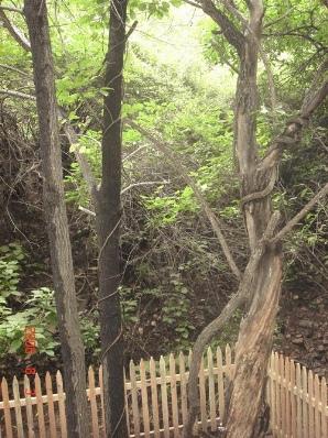 阳泉翠枫山天气