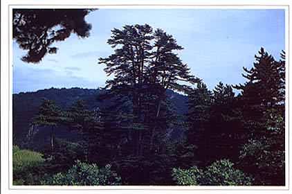 沁源灵空山天气 沁源灵空山天气