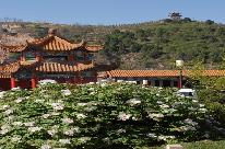 临汾古县三和牡丹景区 临汾古县三和牡丹景区