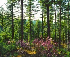 呼伦贝尔汗马自然保护区天气 呼伦贝尔汗马自然保护区天气