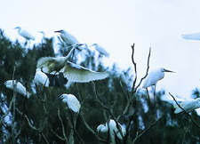 防城港巫头白鹤山天气 防城港巫头白鹤山天气