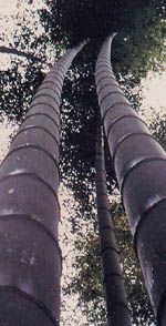 来宾原始森林度假村天气 来宾原始森林度假村天气