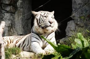 广州香江野生动物世界天气 广州香江野生动物世界天气