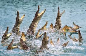 广州鳄鱼公园天气 广州鳄鱼公园天气