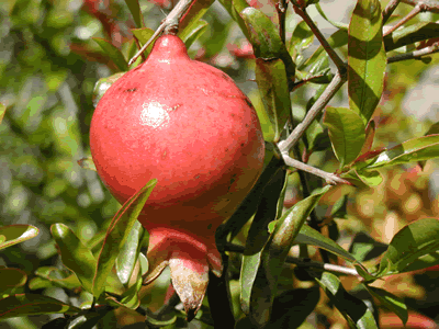 红河万亩石榴园天气 红河万亩石榴园天气