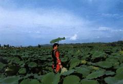 红河万亩荷花园天气 红河万亩荷花园天气