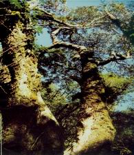 保山大树杜鹃王天气