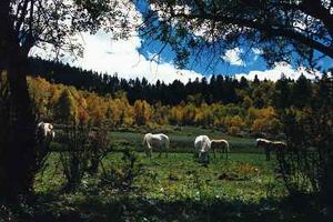 迪庆依拉草原天气 迪庆依拉草原天气