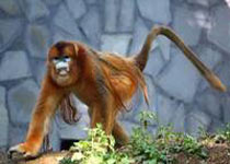 贵阳野生动物园天气 贵阳野生动物园天气