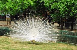 武汉东湖鸟语林天气 武汉东湖鸟语林天气