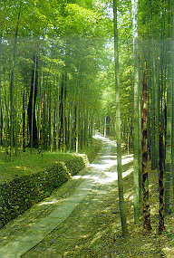 咸宁星星竹海天气 咸宁星星竹海天气