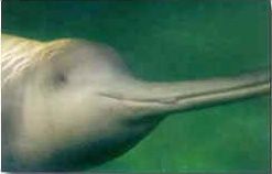 荆州天鹅洲白暨豚保护区天气 荆州天鹅洲白暨豚保护区天气