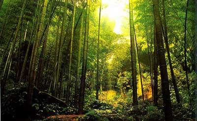 凉山黑竹沟天气 凉山黑竹沟天气