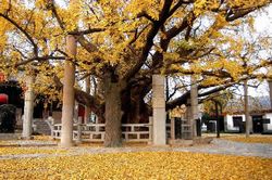 六盘水盘县古银杏天气 六盘水盘县古银杏天气