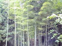 凯里百里原始阔叶林天气 凯里百里原始阔叶林天气