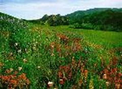 安康巴山神田草原天气 安康巴山神田草原天气