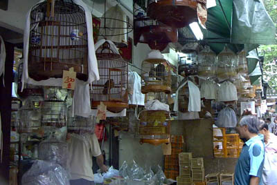 香港园圃街雀鸟公园天气 香港园圃街雀鸟公园天气