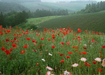 固原云雾山草原天气 固原云雾山草原天气