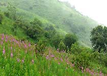 平利正阳草原天气