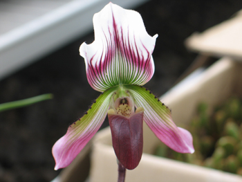 眉县西部兰花生态园天气 眉县西部兰花生态园天气