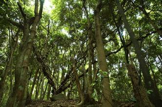 惠东古田自然保护区天气 惠东古田自然保护区天气