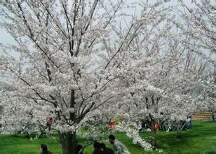 旅顺口龙塘水库樱花园天气 旅顺口龙塘水库樱花园天气