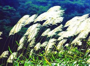 滨海通榆河风景区天气 滨海通榆河风景区天气