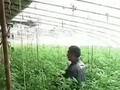 新疆塔城“倒春寒”来袭大棚需防冻