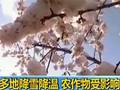 新疆多地降雪降温农作物受影响