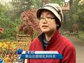 第十二届香山山花节雨中开幕首次营造5000平米花海景观