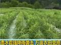 湖南龙山遭冰雹强降雨袭击万亩农田受损