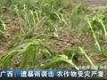 广西遭暴雨袭击农作物受灾严重