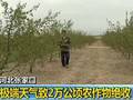 河北张家口极端天气致2万公顷农作物绝收