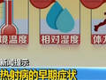 广州从化暴雨致杨梅大幅减产