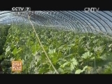 一亩葡萄可卖出三十万元()