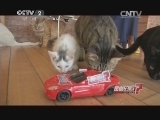 猫会直立行走?