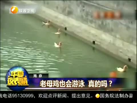 老母鸡也会游泳 真的吗