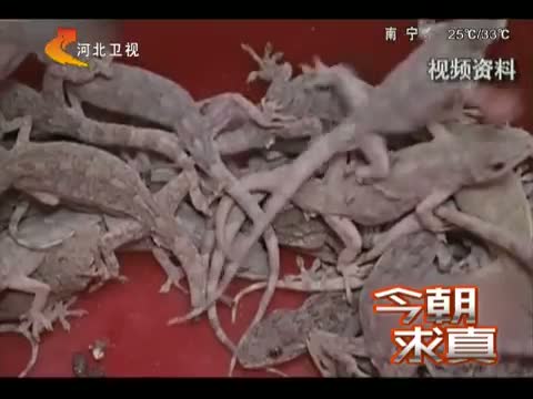 今朝求真 壁虎体液有剧毒 是真的吗?