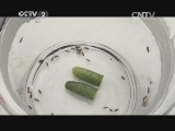 “自制驱蟑药”可以驱蟑螂?